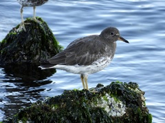 Calidris virgata