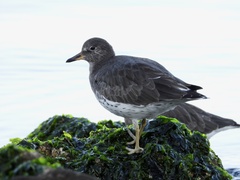 Calidris virgata