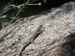 Podarcis guadarramae