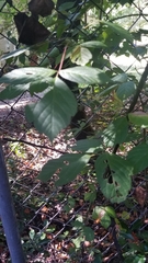 Acer negundo