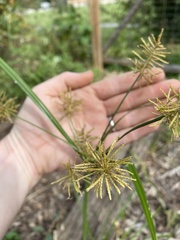 Cyperus strigosus