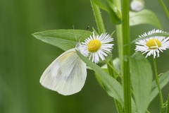 Pieris rapae crucivora