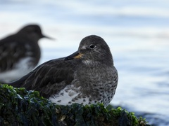 Calidris virgata