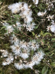 Senecio ovatus