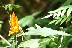 Aphelandra