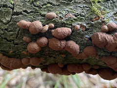 Hypoxylon fragiforme