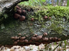 Hypoxylon fragiforme