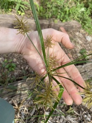 Cyperus strigosus