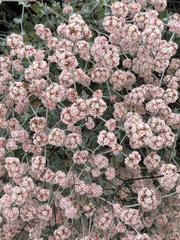Eriogonum fasciculatum