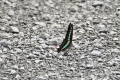 Graphium sarpedon nipponum