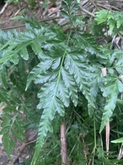 Pteris ensiformis
