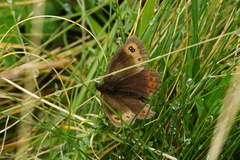 Erebia pronoe