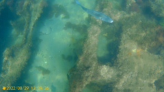 Dicentrarchus labrax