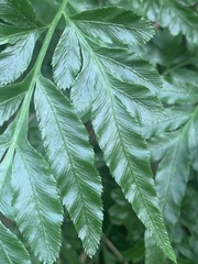 Pteris ensiformis