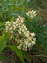 Hasteola suaveolens