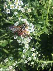 Meromacrus gloriosus