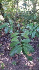 Photinia serratifolia