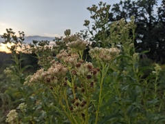 Hasteola suaveolens