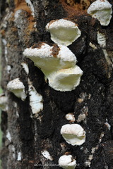 Fomitopsis pinicola