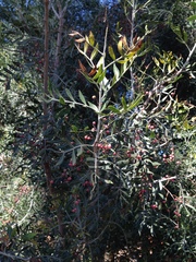 Schinus lentiscifolia