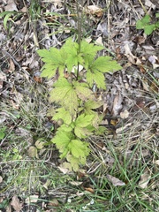 Anemone virginiana