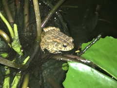 Sclerophrys gutturalis