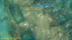 Dicentrarchus labrax