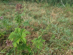Napaea dioica