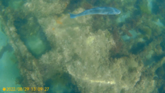 Dicentrarchus labrax