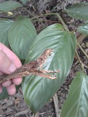 Simalia amethistina