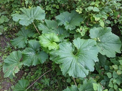 Arnoglossum reniforme