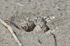 Charadrius alexandrinus