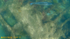 Dicentrarchus labrax