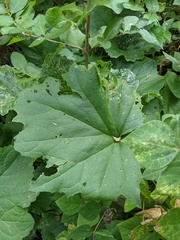 Arnoglossum reniforme