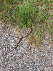 Thamnophis sirtalis pallidulus