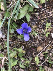 Gentianopsis ciliata ciliata