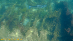 Dicentrarchus labrax