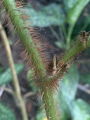 Smilax setosa