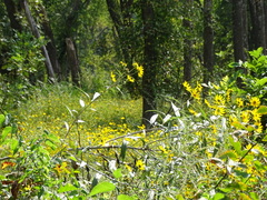 Helianthus maximiliani