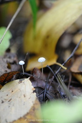 Marasmius