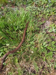 Thamnophis sirtalis pallidulus