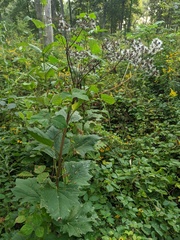 Arnoglossum reniforme
