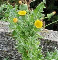 Sonchus asper