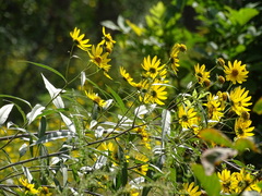 Helianthus maximiliani