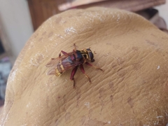 Milesia crabroniformis