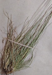 Festuca ovina