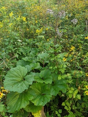 Arnoglossum reniforme