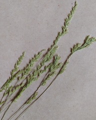 Festuca ovina