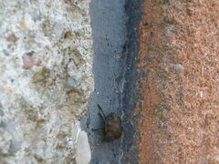 Peribalus strictus vernalis