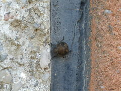 Peribalus strictus vernalis